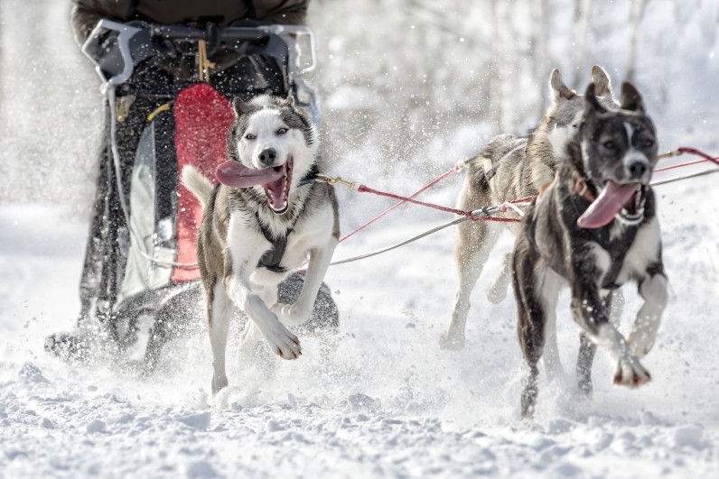 Сибирский хаски - Фото 1